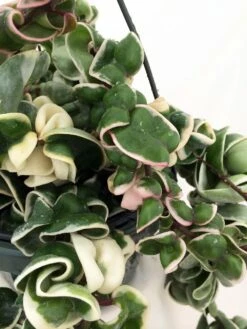 Variegated Hindu Rope Plant - Hoya Carnosa Variegata - 4" Pot -HIRTS Sales maturehoyavarrope20copy 42451.1675963864