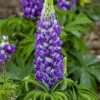 Mini Gallery™ Blue Bicolor Lupine Perennial - Lupinus Polyphyllus - Gallon Pot -HIRTS Sales minigallerybw 69429.1619285624