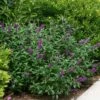 Miss Violet Butterfly Bush - 4" Pot - Buddleia - Proven Winners 1 Miss Violet Butterfly Bush - 4" Pot - Buddleia - Proven Winners -HIRTS Sales miss20violet20buddleia 1 62121.1615344616