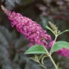 Miss Ruby Butterfly Bush - Buddleia - Proven Winners - 4" Pot -HIRTS Sales missrubybutterfly421 38049.1615344479