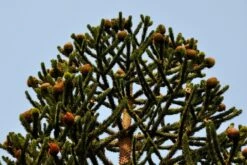 Monkey Puzzle Tree - Araucaria Araucana - Chile Pine - Gallon Pot - Indoors/Out -HIRTS Sales monkeypuzzcones4 28091.1668179908