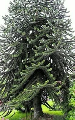 Monkey Puzzle Tree - Araucaria Araucana - Chile Pine - Gallon Pot - Indoors/Out -HIRTS Sales monkeypuzzletree1 29803.1668179907