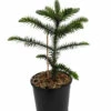 Monkey Puzzle Tree - Araucaria Araucana - Chile Pine - Gallon Pot - Indoors/Out -HIRTS Sales monkpuzztreegall 44491.1668179907