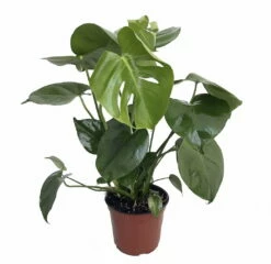 Hirt's® Split Leaf Philodendron 6" Pot - Monstera - Edible Fruit Pineapple Taste 9 Hirt's® Split Leaf Philodendron 6" Pot - Monstera - Edible Fruit Pineapple Taste -HIRTS Sales monsteradeliciosahr76 26415.1614301373