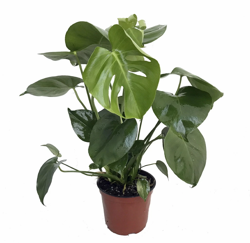 Hirt's® Split Leaf Philodendron 6" Pot - Monstera - Edible Fruit Pineapple Taste 6 Hirt's® Split Leaf Philodendron 6" Pot - Monstera - Edible Fruit Pineapple Taste - Image 4
