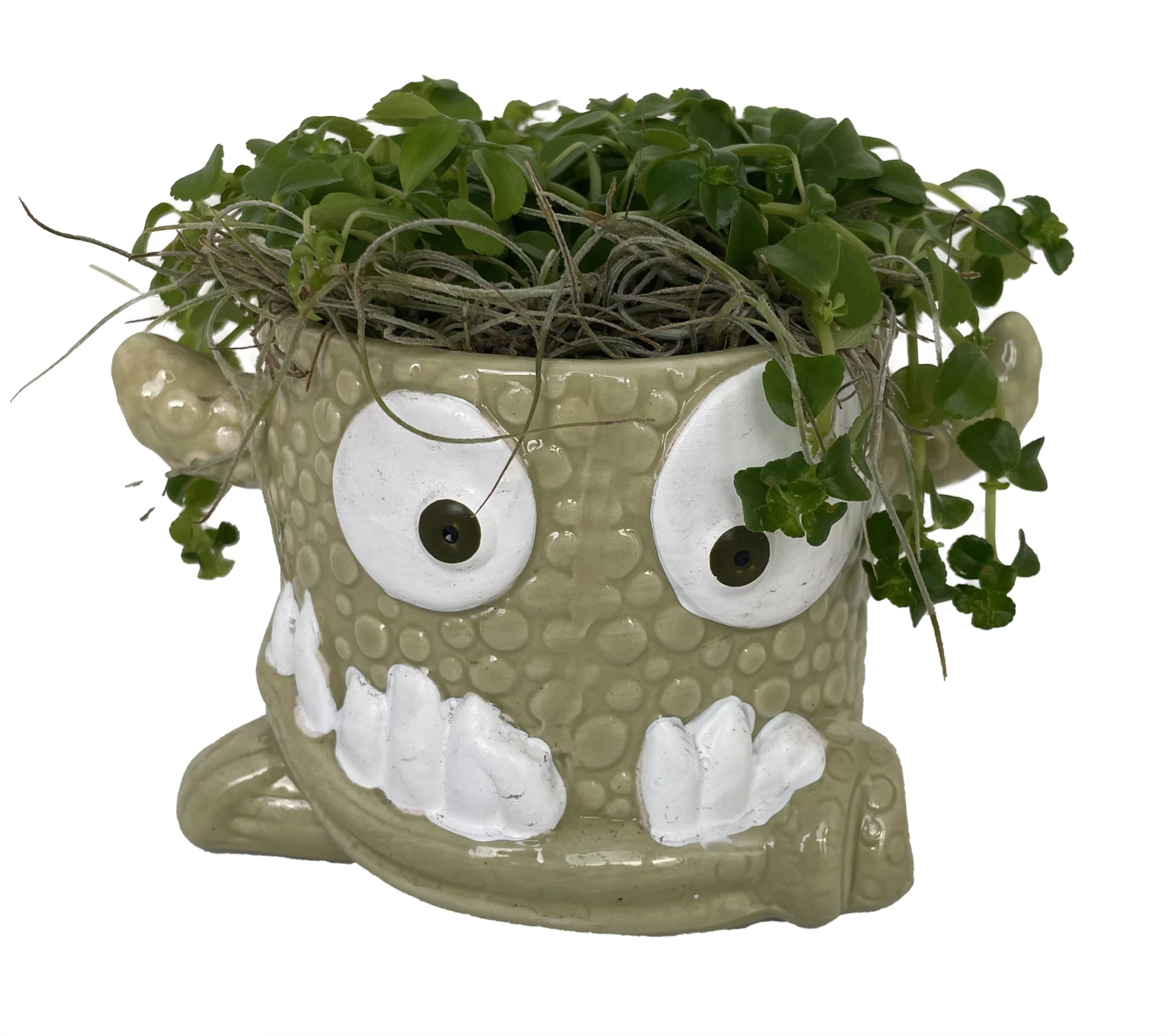 Monster Mash Halloween Ceramic Planter & Live House Plant - 3.5" Pot - Green 3 Monster Mash Halloween Ceramic Planter & Live House Plant - 3.5" Pot - Green