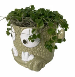 Monster Mash Halloween Ceramic Planter & Live House Plant - 3.5" Pot - Green 5 Monster Mash Halloween Ceramic Planter & Live House Plant - 3.5" Pot - Green -HIRTS Sales monstergreenside 98617.1696438126