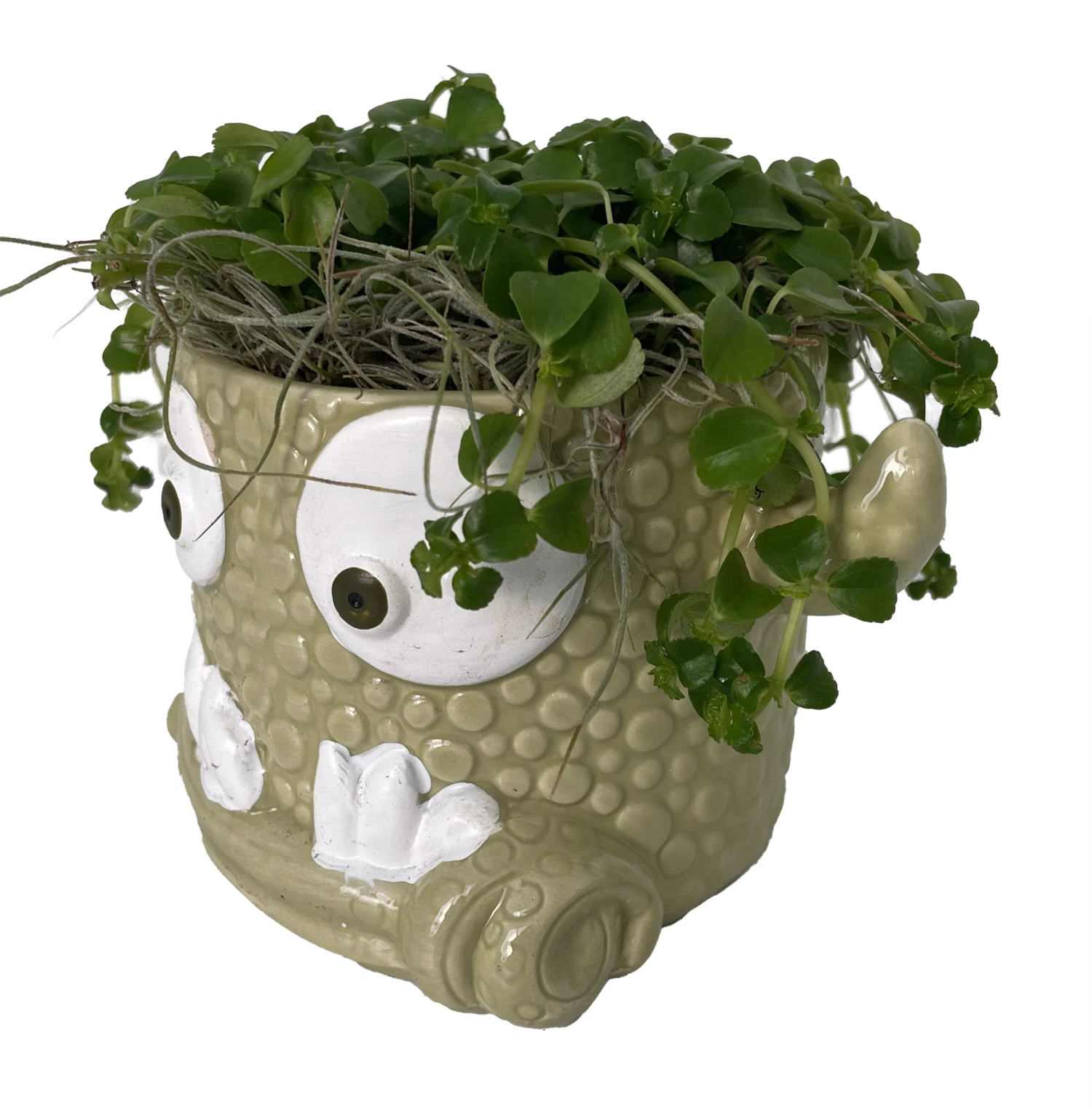 Monster Mash Halloween Ceramic Planter & Live House Plant - 3.5" Pot - Green 4 Monster Mash Halloween Ceramic Planter & Live House Plant - 3.5" Pot - Green - Image 2