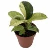 Rare Elastica 'shivereana' Ficus - Moonshine Rubber Tree - 4" Pot -HIRTS Sales moonshineficus 63518.1674587363