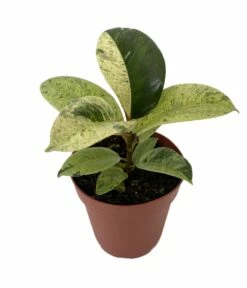 Rare Elastica 'shivereana' Ficus - Moonshine Rubber Tree - 4" Pot