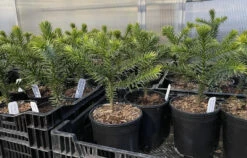 Monkey Puzzle Tree - Araucaria Araucana - Chile Pine - Gallon Pot - Indoors/Out -HIRTS Sales mpuzzlegroupgal 59463.1668179907