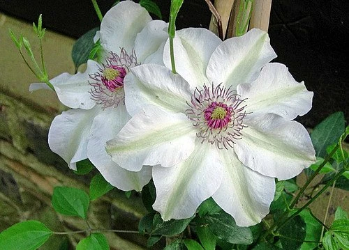 Miss Bateman Clematis Vine - Pure White - 2.5" Pot 4 Miss Bateman Clematis Vine - Pure White - 2.5" Pot - Image 2