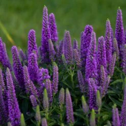 Magic Show® Purple Illusion Veronica - Speedwell - Gallon Pot - Proven Winners -HIRTS Sales mshowpillusion 60164.1596980415