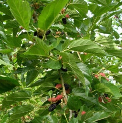 Everbearing Dwarf Mulberry Plant - Morus Nigra - 6" Pot - Sweet Fruit -HIRTS Sales mulberrydwarfhr6 27615.1664887615