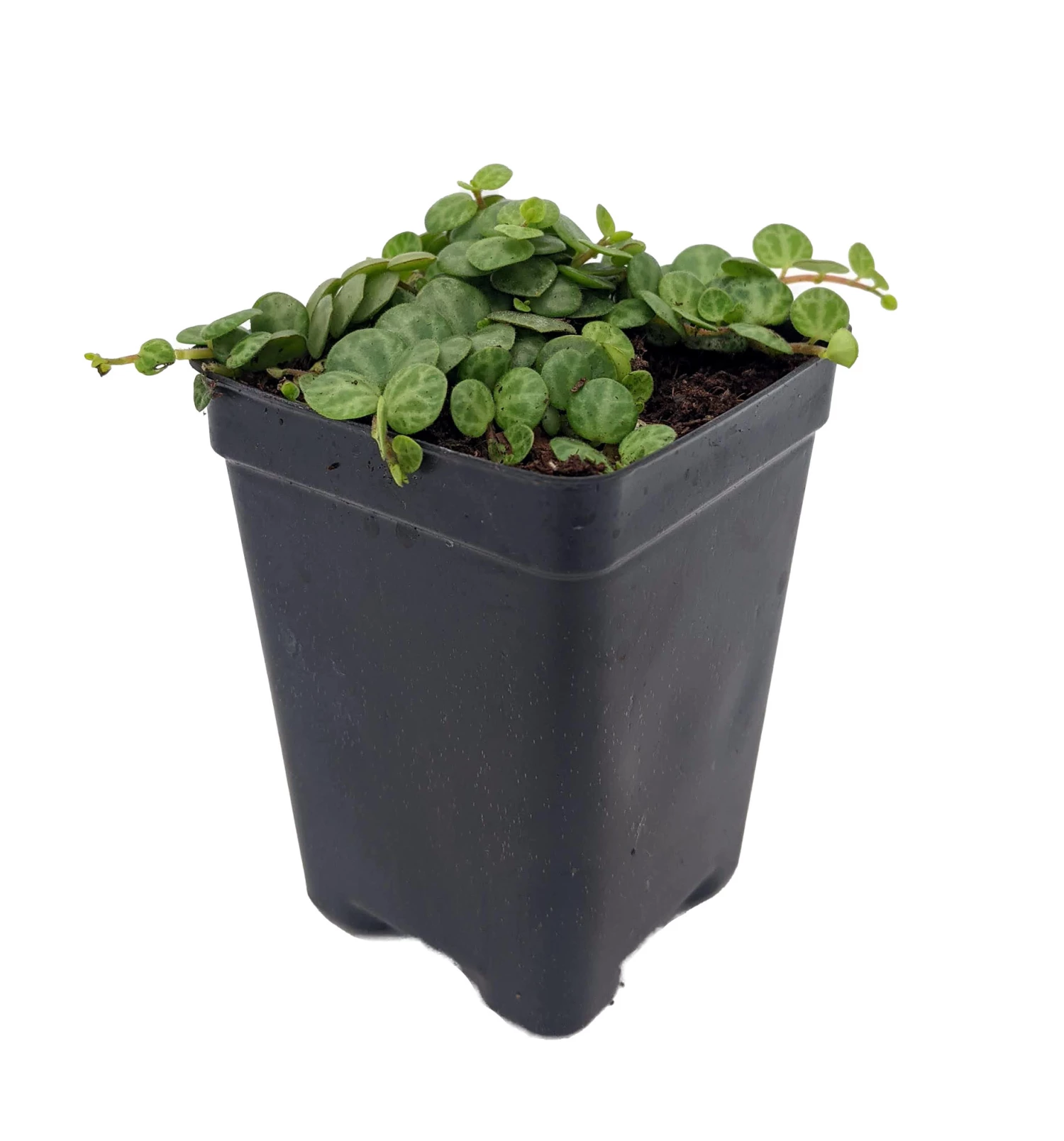 String Of Hearts/Turtles/Peace Sign/Cross - Peperomia Prostrata- 2.5" Pot 4 String Of Hearts/Turtles/Peace Sign/Cross - Peperomia Prostrata- 2.5" Pot - Image 2