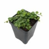 String Of Hearts/Turtles/Peace Sign/Cross - Peperomia Prostrata- 2.5" Pot 2 String Of Hearts/Turtles/Peace Sign/Cross - Peperomia Prostrata- 2.5" Pot -HIRTS Sales mulbprostrata25 81542.1618908658
