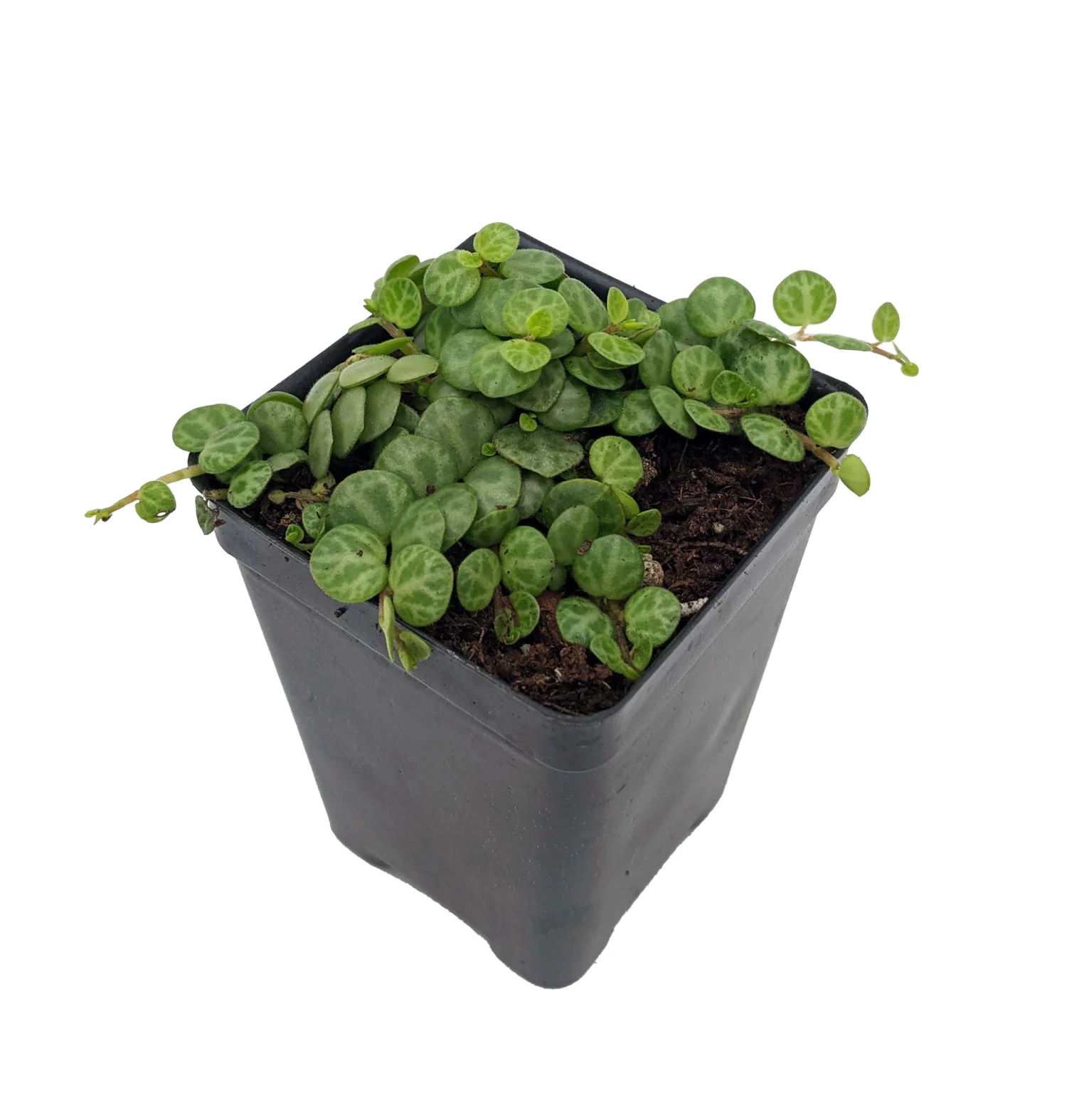 String Of Hearts/Turtles/Peace Sign/Cross - Peperomia Prostrata- 2.5" Pot 3 String Of Hearts/Turtles/Peace Sign/Cross - Peperomia Prostrata- 2.5" Pot