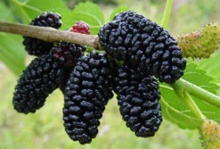 Everbearing Dwarf Mulberry Plant - Morus Nigra - 6" Pot - Sweet Fruit