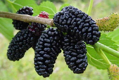 Everbearing Dwarf Mulberry Plant - Morus Nigra - 6" Pot - Sweet Fruit -HIRTS Sales mulfruitnew 37639.1664887614