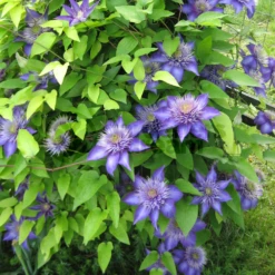 Multi Blue Clematis - NEW! - Navy Blue Double Flower - 2.5" Pot -HIRTS Sales multiblueclemati 3 03170.1615344792