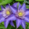 Multi Blue Clematis - NEW! - Navy Blue Double Flower - 2.5" Pot -HIRTS Sales multiblueclematis 2 52067.1615344792