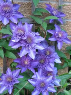 Multi Blue Clematis - NEW! - Navy Blue Double Flower - 2.5" Pot -HIRTS Sales multiblueclematis 4 30622.1615344792