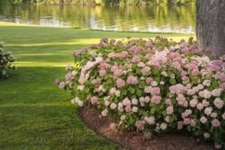 Invincibelle® Spirit II Hydrangea - 4" Pot - Proven Winners -HIRTS Sales native garden 141 60305.1695757380