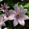 Nelly Moser Clematis Vine - Perennial - Pink Blooms - 2.5" Pot -HIRTS Sales nelly20moser 47283.1615344778