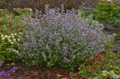 Cat's Meow Catmint Perennial - Nepeta - Gallon Pot - Proven Winners -HIRTS Sales nepeta cats meow mainimage 24569.1646224300