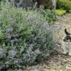 Cat's Meow Catmint Perennial - Nepeta - Gallon Pot - Proven Winners -HIRTS Sales nepeta cats meow kitty cjw12 2 01846.1646224299