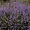 Purrsian Blue Catmint Perennial - Nepeta - Quart Pot 2 Purrsian Blue Catmint Perennial - Nepeta - Quart Pot -HIRTS Sales nepetapurrsianblue1 53776.1610815997