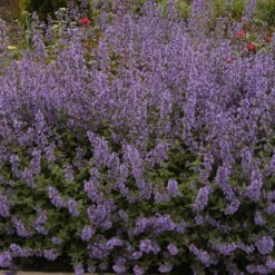 Purrsian Blue Catmint Perennial - Nepeta - Quart Pot