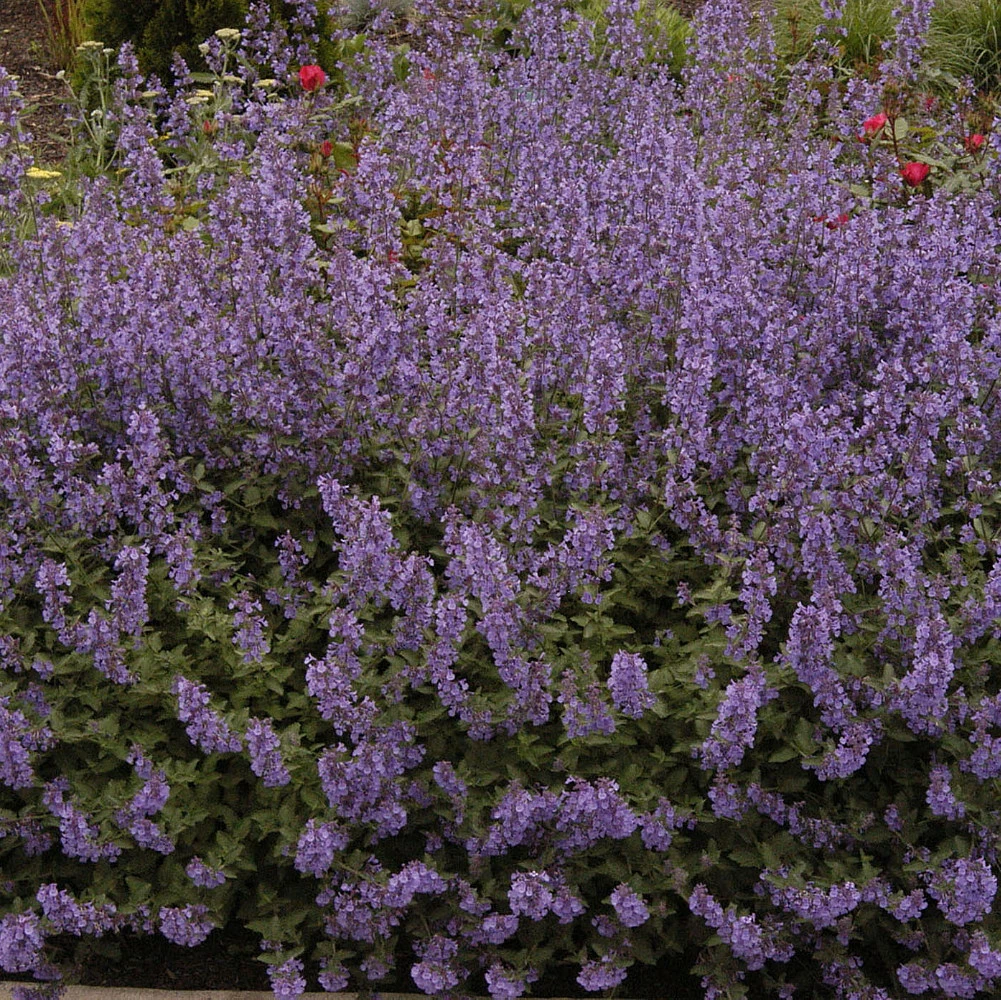 Purrsian Blue Catmint Perennial - Nepeta - Quart Pot 3 Purrsian Blue Catmint Perennial - Nepeta - Quart Pot