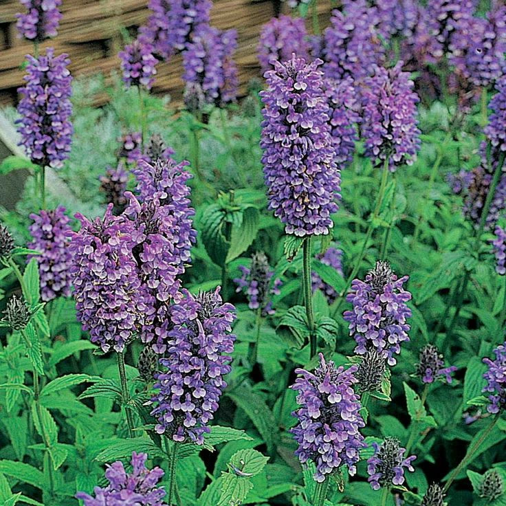 Purrsian Blue Catmint Perennial - Nepeta - Quart Pot 4 Purrsian Blue Catmint Perennial - Nepeta - Quart Pot - Image 2