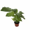 Rare Mosaic Prayer Plant - Network Calathea - Calathea Mosaicca - 4" Pot -HIRTS Sales networkcalathea 05317.1668788371
