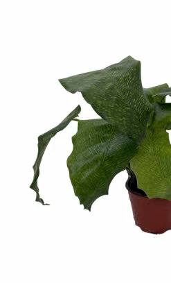 Rare Mosaic Prayer Plant - Network Calathea - Calathea Mosaicca - 4" Pot -HIRTS Sales networkcloseup 81293.1668788372