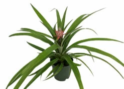 Fruiting Pineapple Plant - Ananas Comosus - Great Indoors/Out - 5" Pot 5 Fruiting Pineapple Plant - Ananas Comosus - Great Indoors/Out - 5" Pot -HIRTS Sales newpineapple1 92830.1612983317