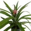 Fruiting Pineapple Plant - Ananas Comosus - Great Indoors/Out - 5" Pot -HIRTS Sales newpineapple2 08096.1612983316