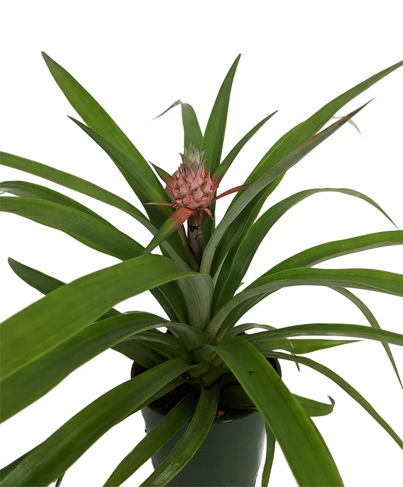 Fruiting Pineapple Plant - Ananas Comosus - Great Indoors/Out - 5" Pot 3 Fruiting Pineapple Plant - Ananas Comosus - Great Indoors/Out - 5" Pot