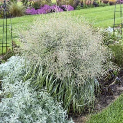 Prairie Winds® Niagara Falls Switch Grass - Panicum - Gallon Pot -Proven Winners -HIRTS Sales nfallsgrass2 73094.1664989149