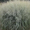 Prairie Winds® Niagara Falls Switch Grass - Panicum - Gallon Pot -Proven Winners -HIRTS Sales nfallsgrass 32427.1664989149