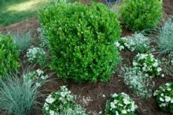 NEWGEN FREEDOM® Boxwood - 4" Pot - Buxus - Indoors Or Out -HIRTS Sales oip 21547.1648736590