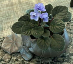 Creative Lotus Leaf Ceramic Planter With Live Miniature African Violet -HIRTS Sales olotushir1t 32541.1693250733