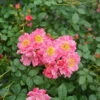 OSO EASY® Double Pink Rose-VERY HARDY Proven Winners - 4" Pot -HIRTS Sales oso easy double pink rose 1 50200.1615344667