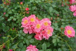 OSO EASY® Double Pink Rose-VERY HARDY Proven Winners - 4" Pot