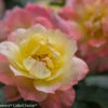 OSO EASY® Italian Ice Rose- Rebloomer- Proven Winners - 4" Pot -HIRTS Sales oso easy italian ice rose 5734 35012.1615344551