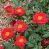 Urban Legend OSO Easy® Rose - 4" Pot - Proven Winners -HIRTS Sales oso easy urban legend disease resistant rose flowers red knock out 46592.1615344626