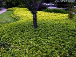 Japanese Spurge 48 Plants - Pachysandra - Hardy Groundcover - 1 3/4" Pots 7 Japanese Spurge 48 Plants - Pachysandra - Hardy Groundcover - 1 3/4" Pots -HIRTS Sales pachysandra4 24780.1616112449