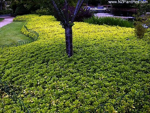 Japanese Spurge 48 Plants - Pachysandra - Hardy Groundcover - 1 3/4" Pots 5 Japanese Spurge 48 Plants - Pachysandra - Hardy Groundcover - 1 3/4" Pots - Image 3