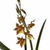 Wilsonara Pacific Passage Handsome Orchid -Oncidium -4" Pot - Collector Orchids 2 Wilsonara Pacific Passage Handsome Orchid -Oncidium -4" Pot - Collector Orchids -HIRTS Sales pacpasshandsome 50074.1693671026